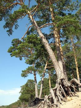 The pine with the bared roots continues to live