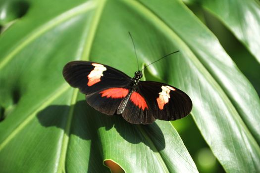 A colorful butterfly on lush tropical vegetation.