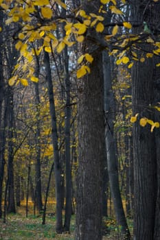 Autumn at the park. Outdoor.