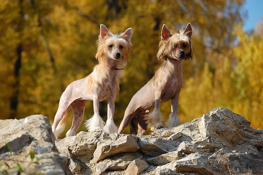 Two security guards at a nature bosom. Against a mellow autumn