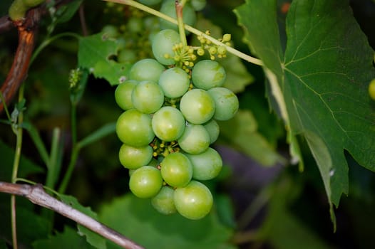 Rod of ripe green grapes in a summer garden