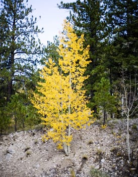 a lone aspen sitting on a hillside outside in the forest with the yellow leaves changing during the fall 