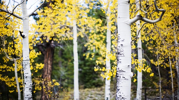 aspen trees spring up in the forest during the fall with the leaves changing to yellow outside 