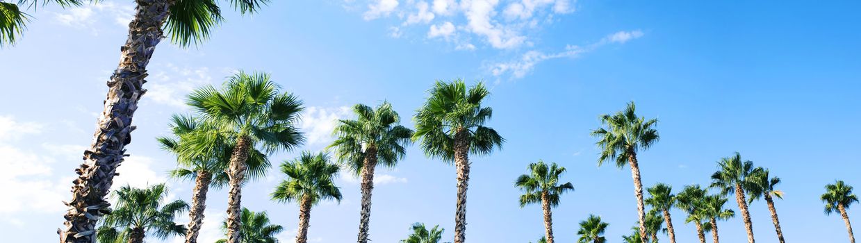 a panoramic view of many palm trees against a blue sky in the outdoors in nature 