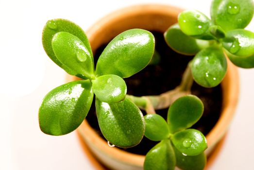 Home sakulent in a green pot
