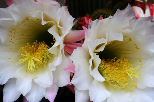 white flowers of succulent during spring