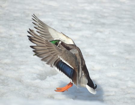 A duck on a snow  