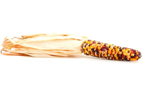 Colorful traditional Thanksgiving corn, isolated on white