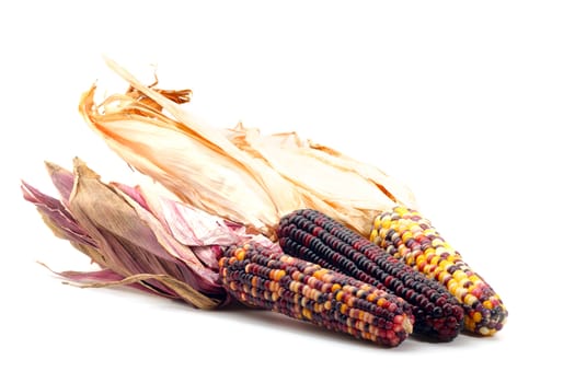 Colorful traditional Thanksgiving corn, isolated on white