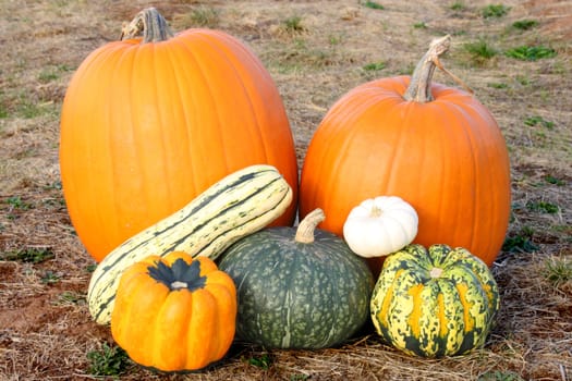 Birght orange and green pumpkins and squash in field on an autumn day