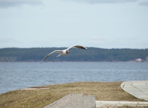 The seagull in flight on quay      