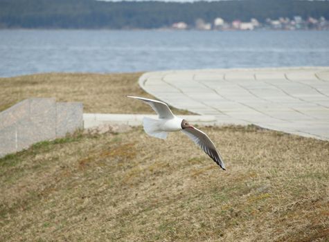 The seagull in flight on quay. Russia
