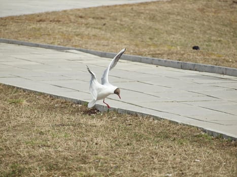 The seagull to sit down on a stone on quay 