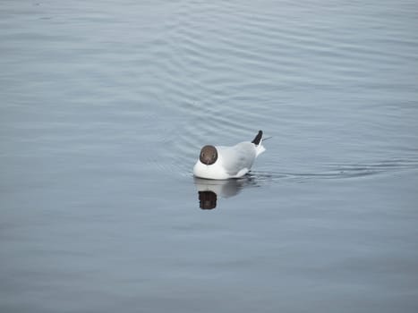 The seagull floats on lake. Russia      
