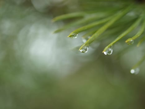 Branch of a pine after a rain