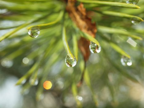 Branch of a pine after a rain