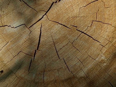 A tree shown just after it was cut and felled