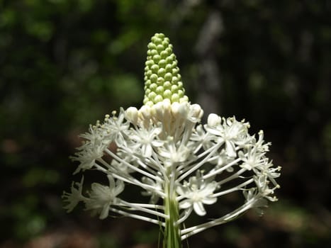 Mountain flower in bloom in North Carolina
