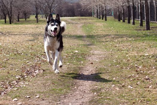 running black and white husky in the park
