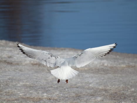 The seagull in flight on quay         