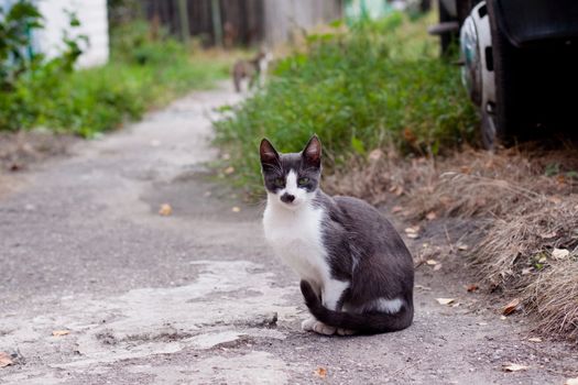 Spotty young cat sitting on the road
