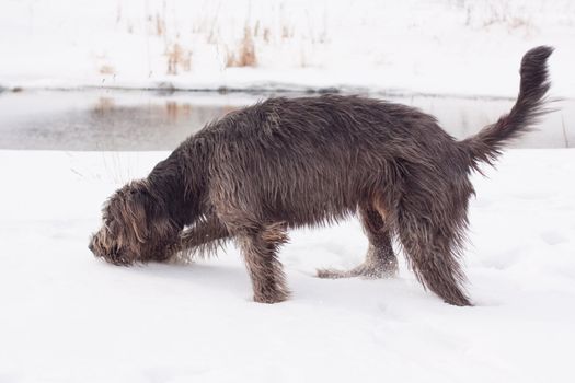 irish wolfhound on the snow field
