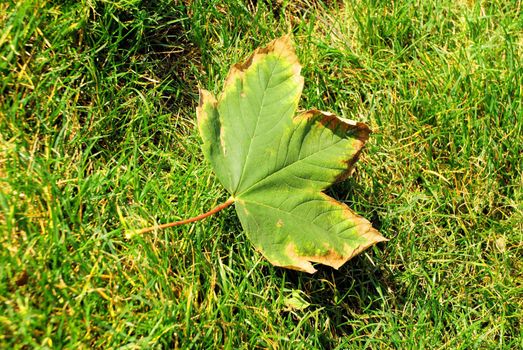 beauty of leaves during the fall