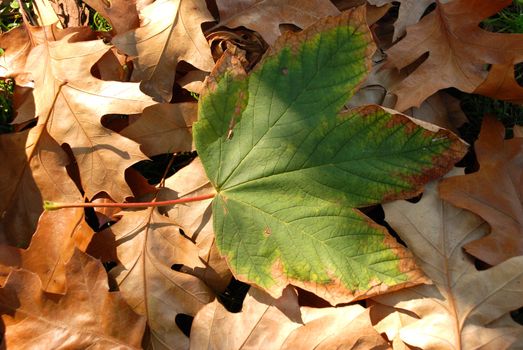 beauty of leaves during the fall