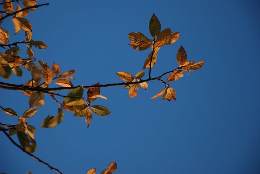 leaves seen with blue sky