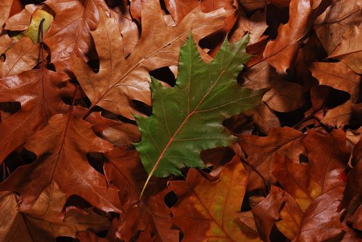 beauty of leaves during the fall