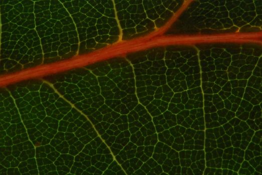 closeup leaf structure