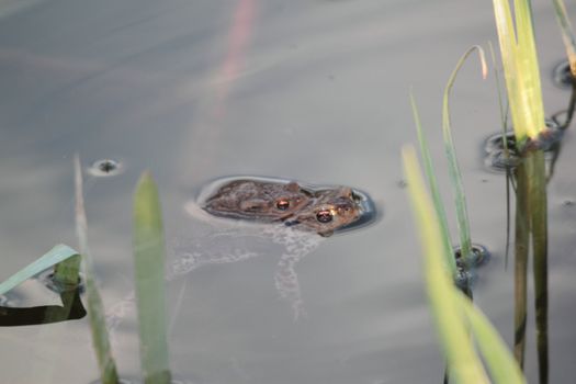 frogs mating between reed in a pond