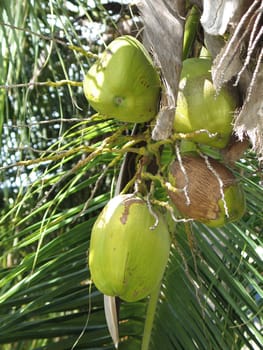 green coconut in a tree