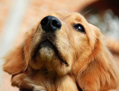 golden retriever young dog portrait nose closeup