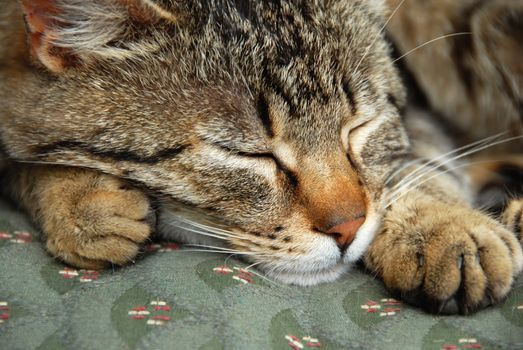 gray domestic mixed-bred sleeping cat portrait closeup