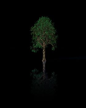 tree on black background - 3d illustration