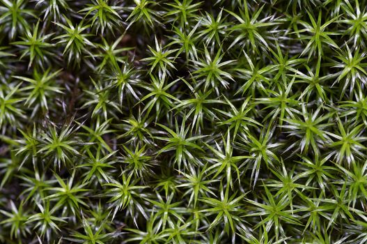 Detail (close-up) of the mossworth - mossy carpet