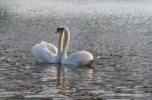 Shot of the swans on the river