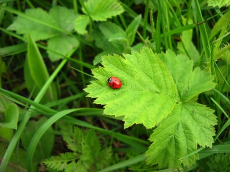 ladybird on green leaf over natural grass background