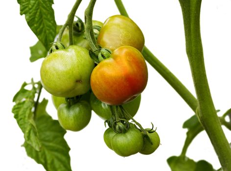 Detail of the bunch of tomatoes