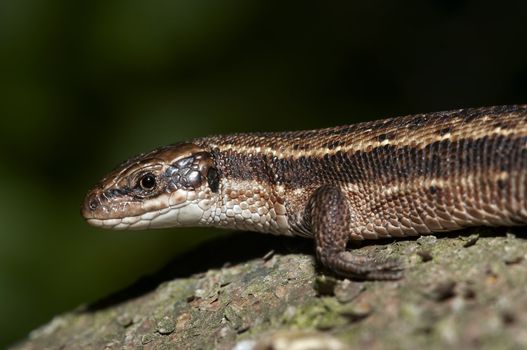 Close-up - detail - of the lizard