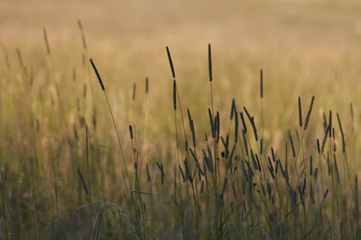 Abstract shot of the blades of grass - evening