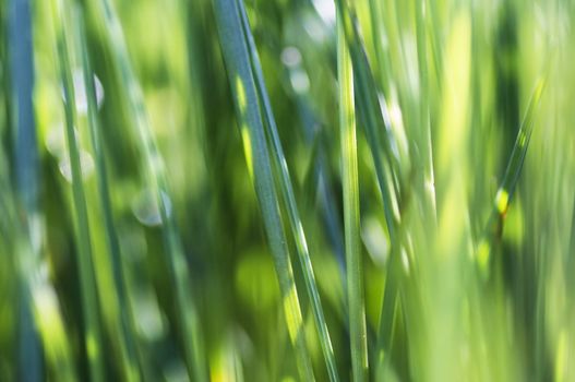 Abstract shot of the grass - close-up