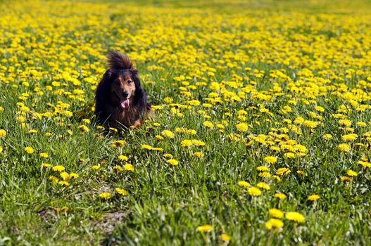 Shot of the dachshund on the meadow of dandelions