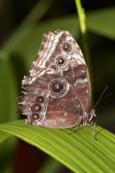 Morpho peleides - Blue Morpho Butterfly 