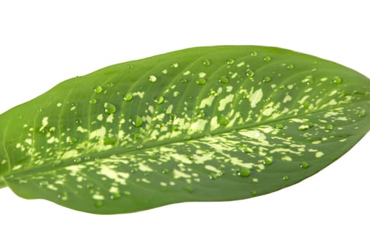 Closeup of green leaf with drops water