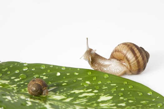 green leaf with water drops and two snail