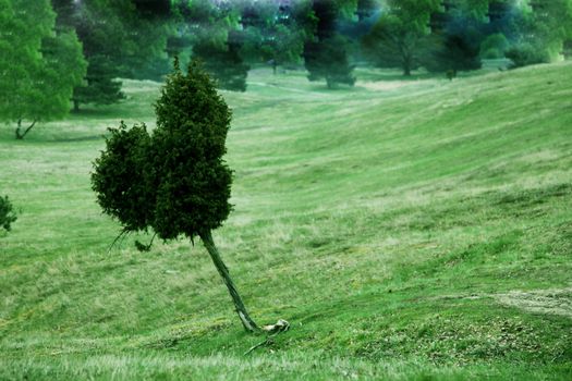 A tree that looks like a heart in the nature