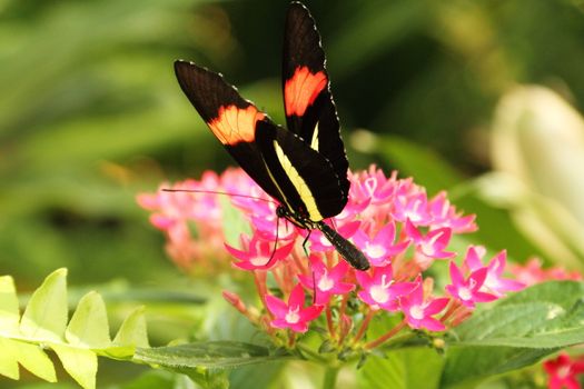 A colorful butterfly on lush tropical vegetation.