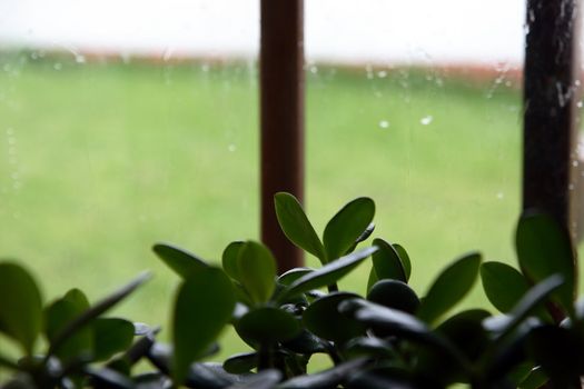 a money plant against a window with bad weather outside